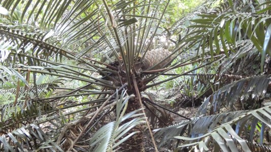 Cairns Botanic Gardens