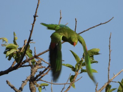 Red-winged Parrot