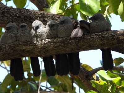 Apostlebirds