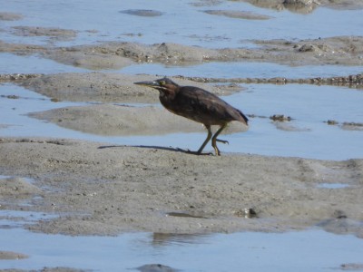 Striated Heron