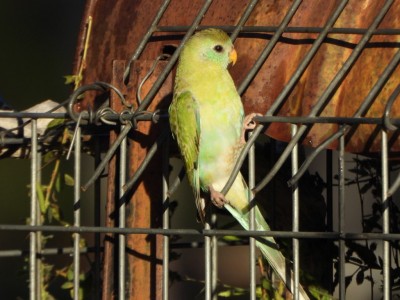 Golden-shouldered parrot juvenile