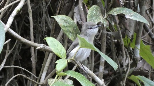 Brown Gerygone