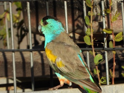 Golden-shouldered parrot male