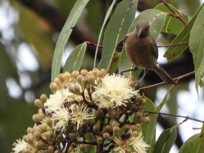 Dusky Honeyeater