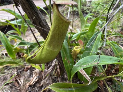 Pitcher Plant - Fruit Bat Falls