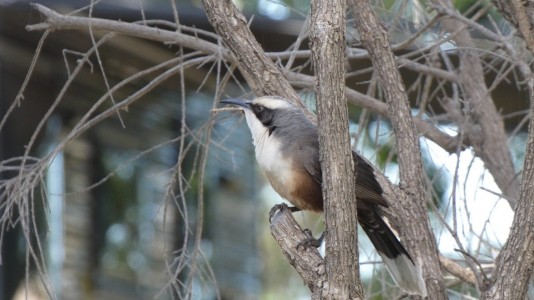 Grey-crowned Babbler