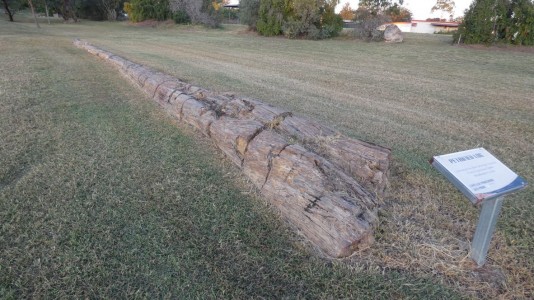 Large Petrified Log