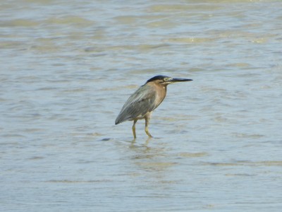 Striated Heron