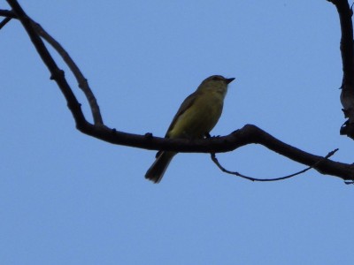 Yellow-bellied Flycatcher