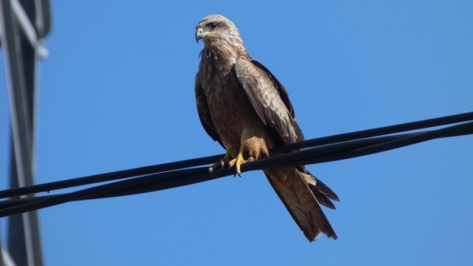 Black Kite