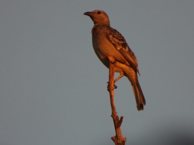 Great Bowerbird