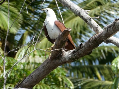 Brahminy Kite with Frog