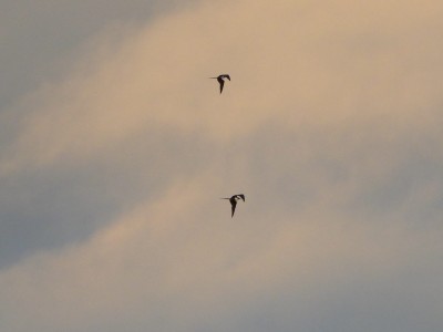 Weipa - Lesser Frigatebirds