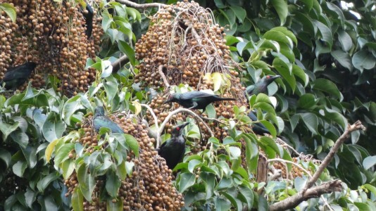 Metallic Starling