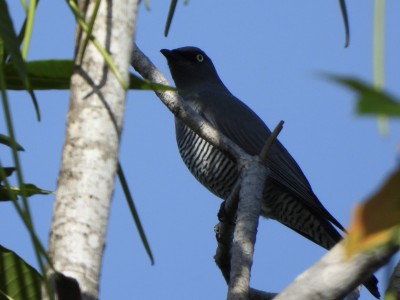 Barred Cuckoo-shrike