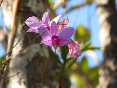 Cooktown Orchid - Musgrave River Roadhouse