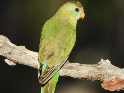 Golden-shouldered parrot female