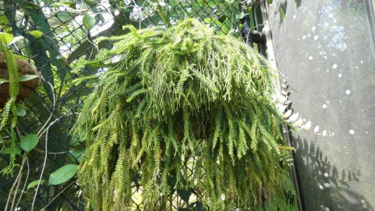 Cairns Botanic Gardens - tassel fern