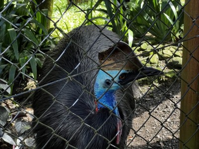 Bird House Kuranda Cassowary