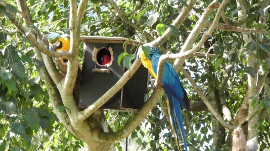 Bird House Kuranda fight for possession