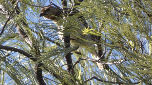 Spotted Bowerbird