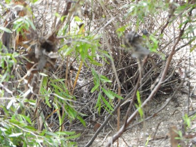 Great Bowerbird Bower