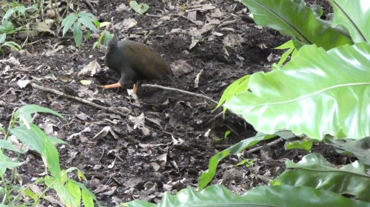 Cairns Botanic Gardens - Orange-footed Scrub-chook young