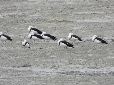 Rajah Shelducks