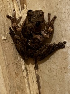 Roth's Tree Frog in the shower block