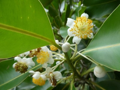 Beautyleaf Flower