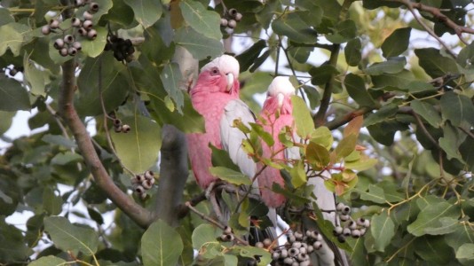 Galahs