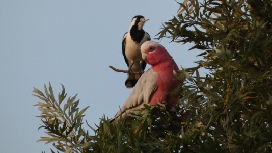 Galah & Peewee