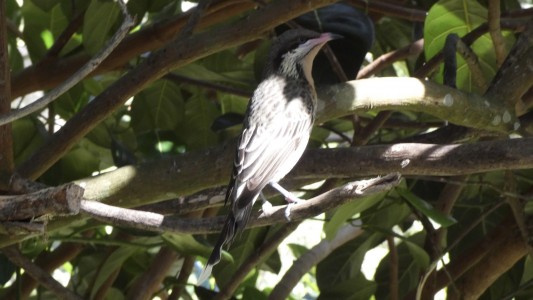 Bird House Kuranda Spiney-cheeked Honeyeater