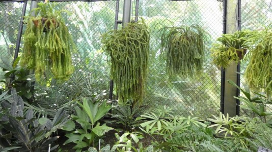 Cairns Botanic Gardens - tassel fern