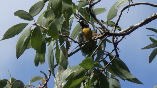 Cairns Botanic Gardens - Sunbird