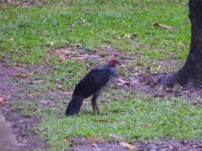 Bedraggled Scrub Chook