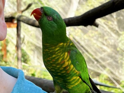 Bird House Kuranda Scaly-breasted Lorikeet