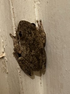 Roth's Tree Frog in the shower block