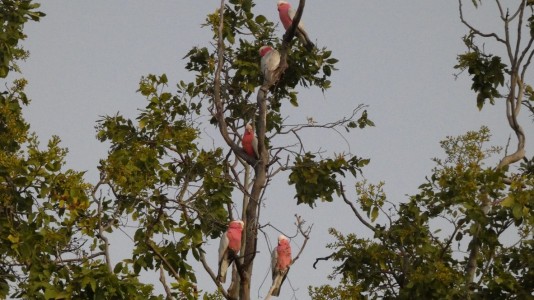 Galah tree