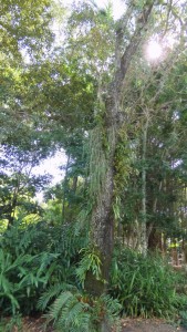 Cairns Botanic Gardens - Epiphytes