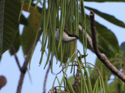 White- chinned Honeyeater