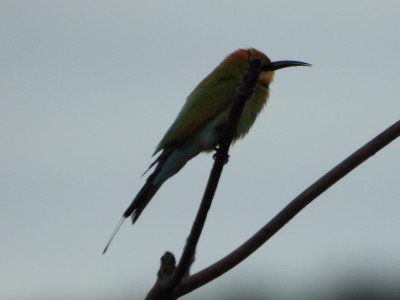 Bee-eater