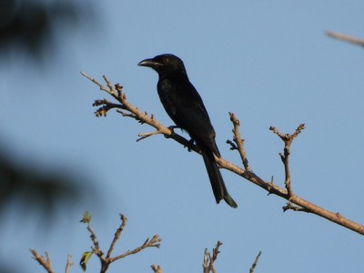 Spangled Drongo