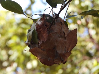 White ant nest