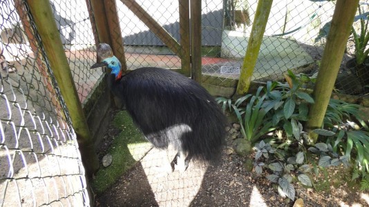 Bird House Kuranda Cassowary