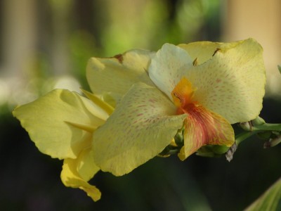 Canna at Musgrave River Roadhouse