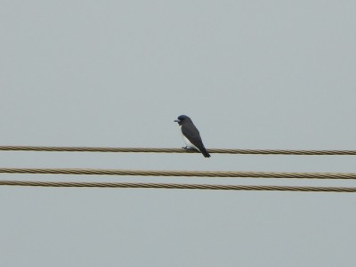 White-breasted Woodswallow