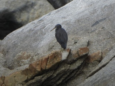 Eastern Reef Egret