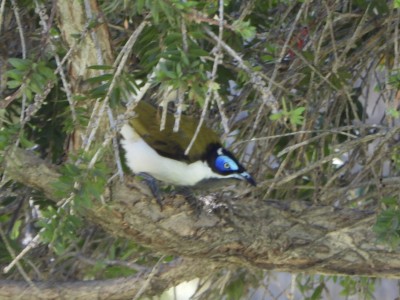 Blue-faced Honeyeater