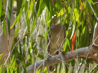 Great Bowerbird